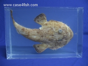 Foto Galerie/Lophiiformes/Lophius piscatorius/Lophius piscatorius_01_S.jpg